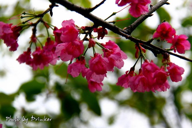 IMG_4768_1.jpg