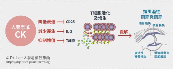 安徽醫科大學在關節炎大鼠模式中證實人蔘皂甙的代謝化合物K藉由抑制T細胞的活化減緩關節炎的嚴重程度。