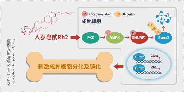 人蔘皂甙Rh2可藉由調控PKD/AMPK訊號傳遞路徑的活化來誘導成骨細胞MC3T3-E1的分化與礦化