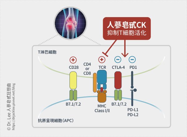 人蔘皂甙CK可藉由抑制T細胞的異常活化來緩解由膠原蛋白誘發的關節炎反應