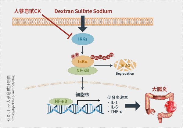 人蔘皂甙CK可藉由調控NF-kB訊號傳遞路徑來抑制由葡聚醣硫酸鈉DSS所誘發的結腸發炎反應