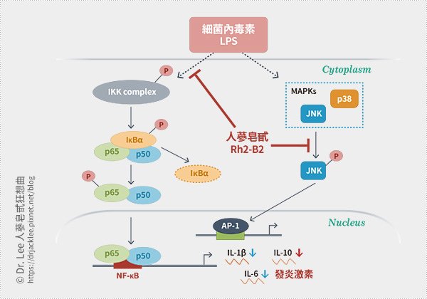 人蔘皂甙Rh2-B2可抑制LPS所誘導的發炎相關激素表現