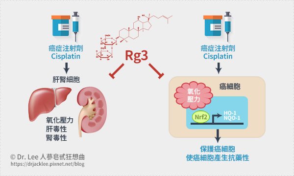 人蔘皂甙Rg3可加強癌症化療藥物Cisplatin的抗癌作用