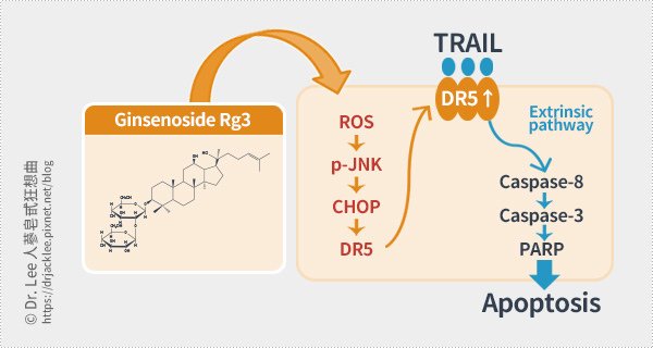 人蔘皂甙Rg3可發展為抗癌治療劑，與TRAIL合併使用作為化學增敏劑可增加療效