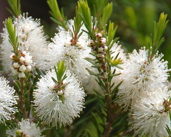 Tea-Tree-Flowers-1.jpg