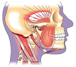 TMJ picture.jpg