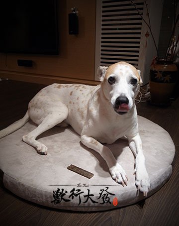 潔牙骨8.jpg