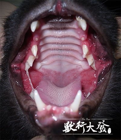 貓口炎1.jpg