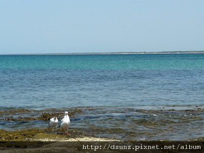 海鳥與風