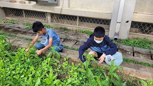 小田園紀錄--紅A菜(第一批採收)