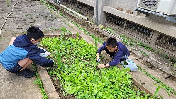 小田園紀錄--紅A菜(第一批採收)