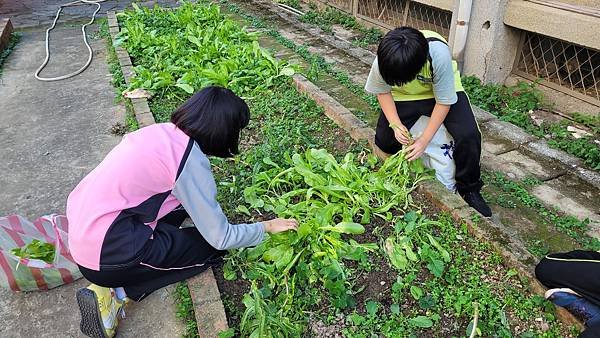 小田園紀錄--紅A菜(第二批採收)