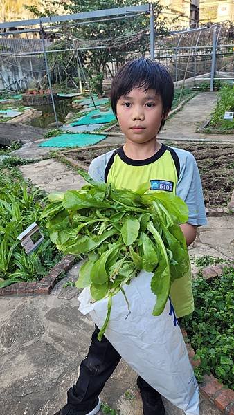 小田園紀錄--紅A菜(第二批採收)