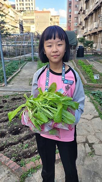 小田園紀錄--紅A菜(第二批採收)