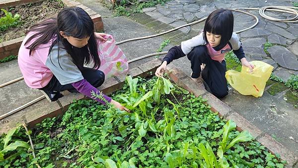 小田園紀錄--紅A菜(第二批採收)