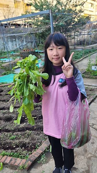 小田園紀錄--紅A菜(第二批採收)