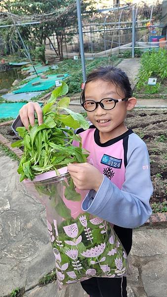 小田園紀錄--紅A菜(第二批採收)