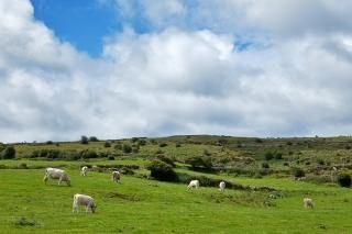 poulnabrone-pasture-beautiful_19-135424.jpg