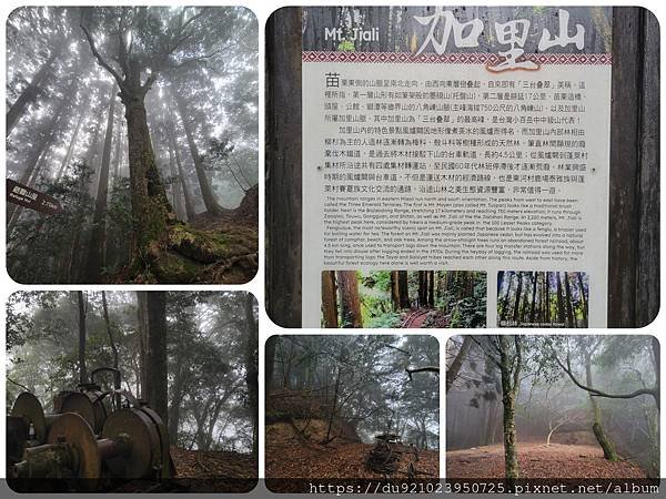 PhotoCollage_20230124_084342985.jpg