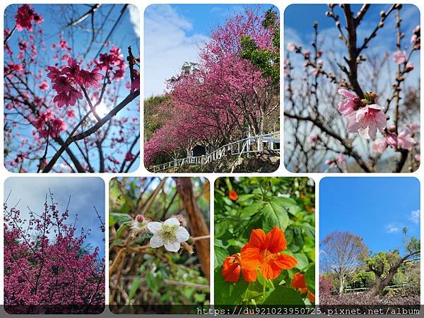 PhotoCollage_20230127_163729188.jpg