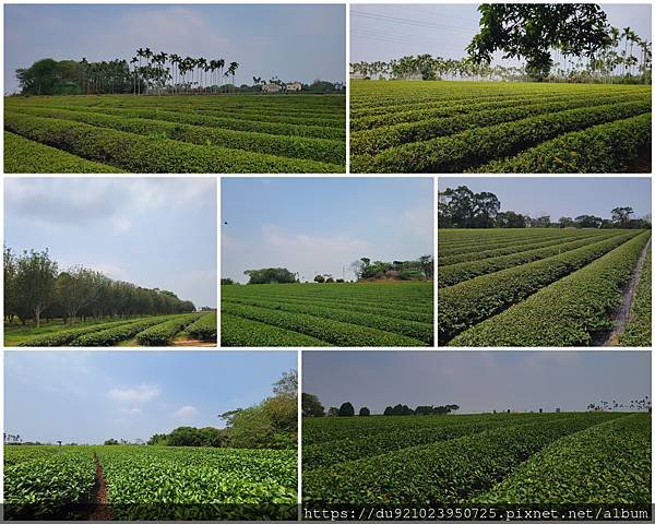 PhotoCollage_20230409_164124551.jpg