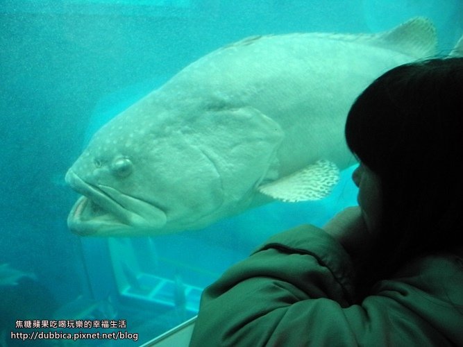 小丑魚主題館28