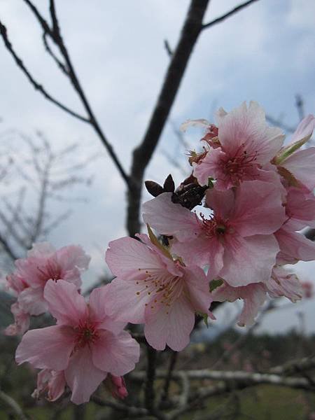 馬石公園賞河津櫻 (8).JPG