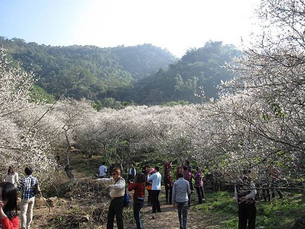 仁愛清流-互助國小賞梅花 (52).JPG