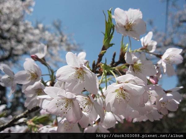 阿里山櫻花季2014 (38).JPG