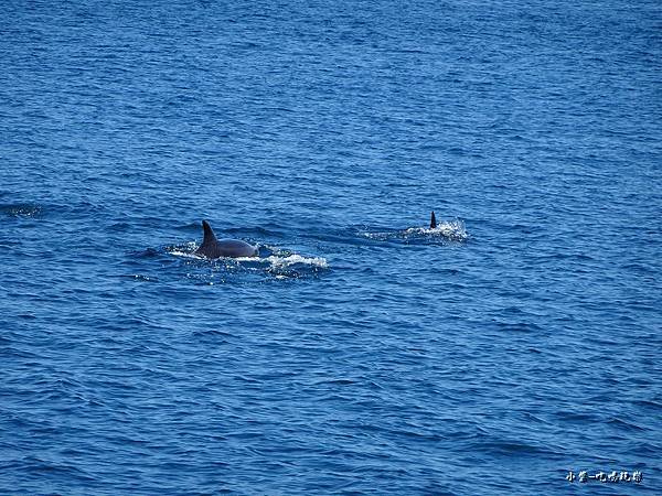 龜山島賞鯨2合110.jpg