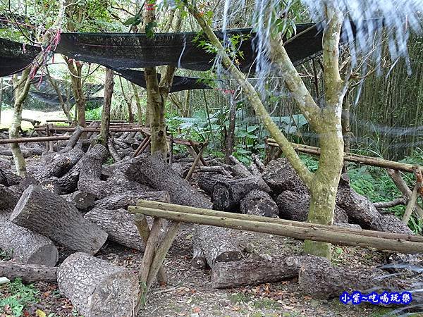 桃園復興-楓田農場 (16).jpg