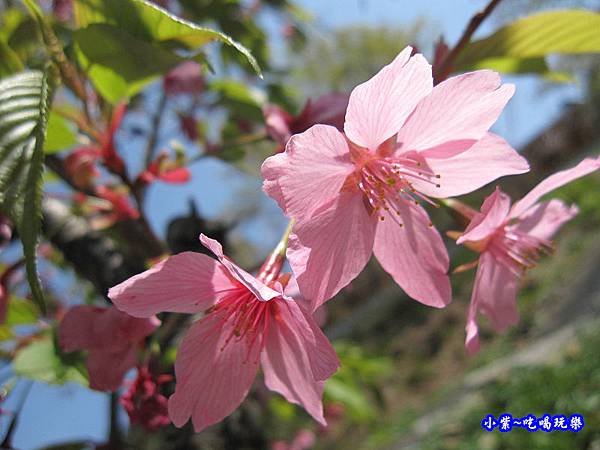 阿里山森林遊樂區-櫻花季9.jpg