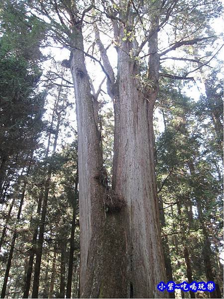 阿里山森林遊樂區-櫻花季34.jpg