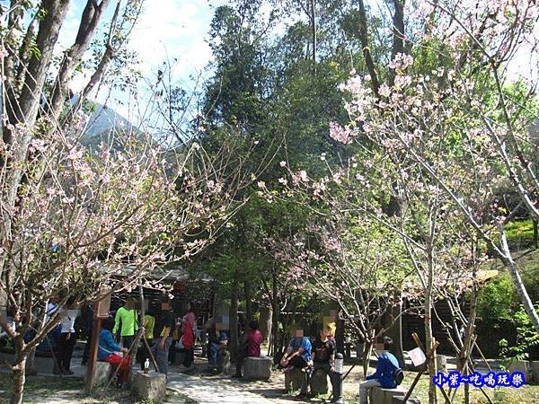 谷關溫泉公園櫻花.jpg