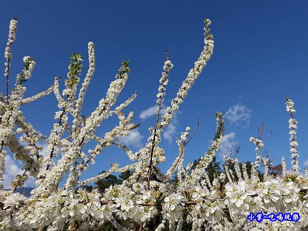 1號停車場-李花園。草坪頭櫻花季  (4).jpg