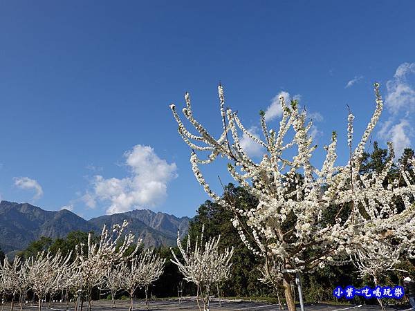 1號停車場-李花園。草坪頭櫻花季  (3).jpg