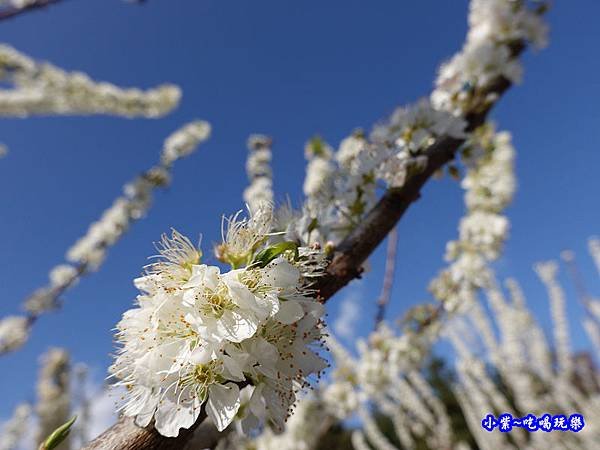 1號停車場-李花園。草坪頭櫻花季  (6).jpg