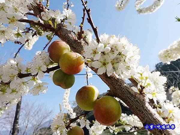 1號停車場-李花園。草坪頭櫻花季  (7).jpg