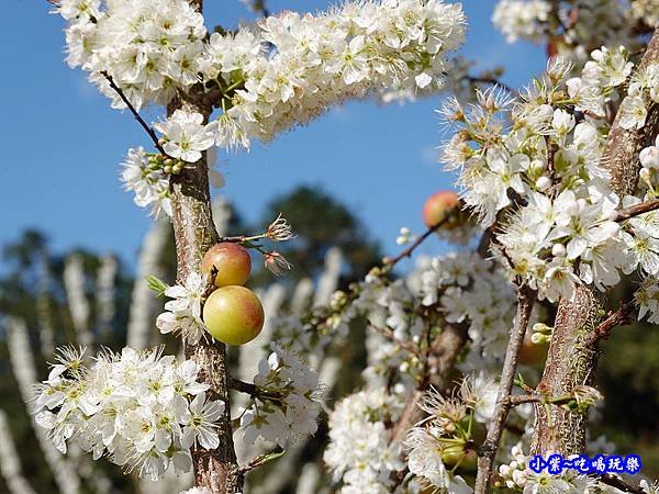 1號停車場-李花園。草坪頭櫻花季  (10).jpg