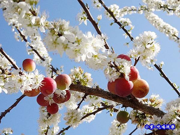 1號停車場-李花園。草坪頭櫻花季  (8).jpg