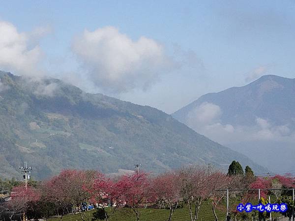 2號停車場-金葉茶莊。草坪頭櫻花季  (1).jpg