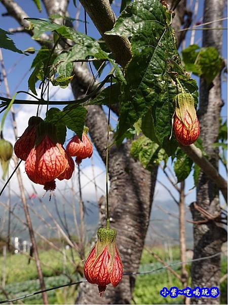 2020草坪頭櫻花季 (6).jpg