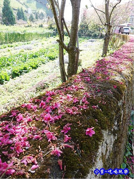 2020草坪頭櫻花季 (7).jpg