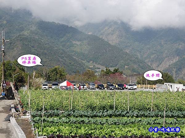 P5茗鼎停車場-草坪頭櫻花季 (2).jpg