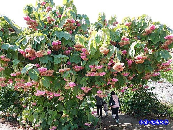 P14明生茶園停車場-百鈴花、非洲芙蓉 (1).jpg