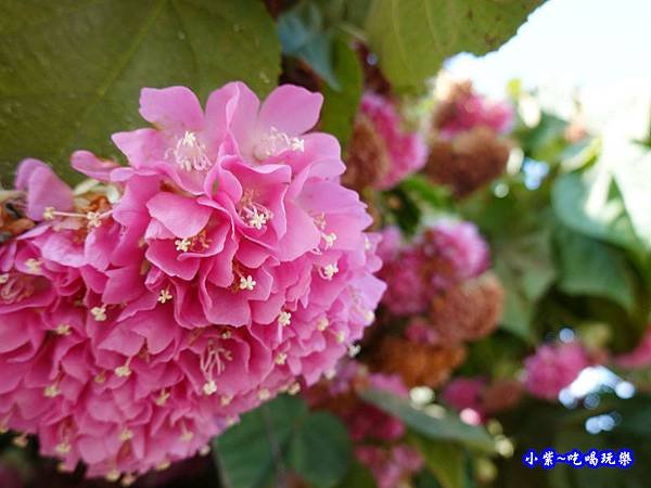 P14明生茶園停車場-百鈴花、非洲芙蓉 (2).jpg