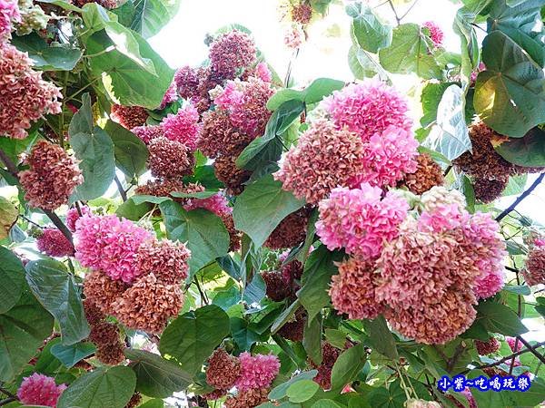 P14明生茶園停車場-百鈴花、非洲芙蓉 (3).jpg