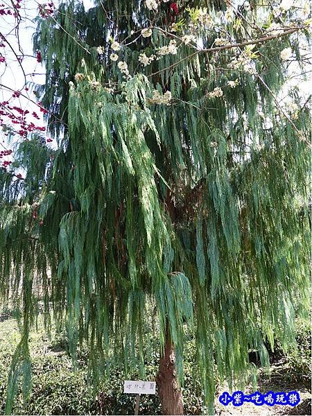 P17上方櫻花大道-草坪頭櫻花季 (3).jpg