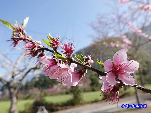 玉峰製茶所附近住宅旁桃花-草坪頭櫻花季 (1).jpg