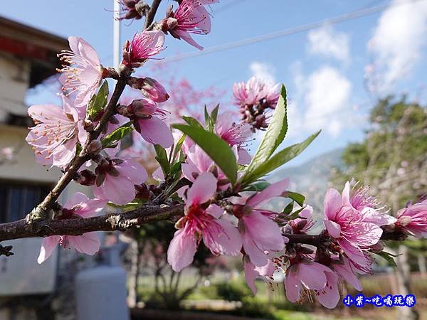 玉峰製茶所附近住宅旁桃花-草坪頭櫻花季 (3).jpg